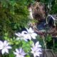 Уголок отдыха в моем саду — фото