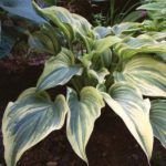 Stags Leap hosta