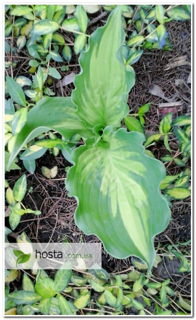 Hosta.com.ua. Хоста Lakeside Paisley Print (Лейксайд Пейсли Принт)