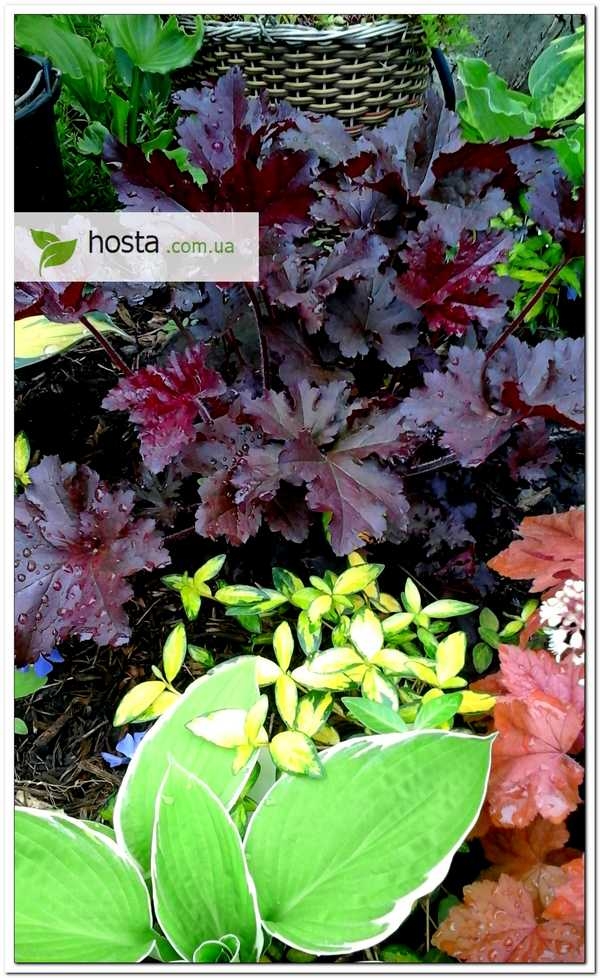 Hosta.com.ua. Гейхеры и хосты в ландшафтном дизайне - примеры и фото