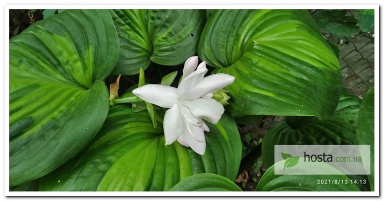 Hosta.com.ua. Хоста Holy Mole (Холи Моли, Холи Моул): описание, фото,