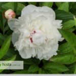 Пион Festiva Maxima