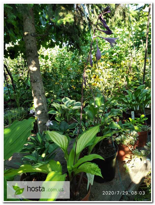 фото моего сада, фото цветов, фото хост