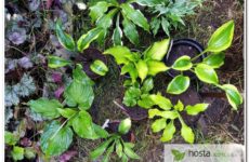 Саженцы хост на посадку летом — сбор посылки, фото растений
