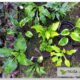 Саженцы хост на посадку летом — сбор посылки, фото растений