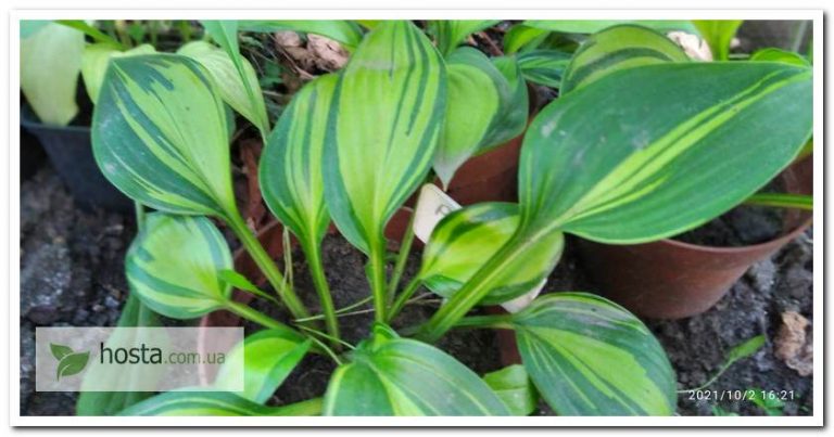 Hosta.com.ua. Хоста Rainbow`s End (Рейнбоуз Энд) из частной коллекции хост