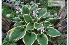 Хоста Glacial Towers — великий сорт в формі вази на високих ногах