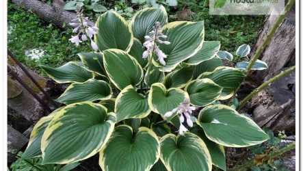 Хоста Glacial Towers — великий сорт в формі вази на високих ногах