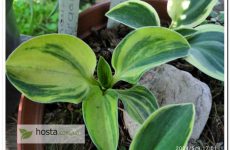 Хоста Tender Mouse — колекційна мишка з яскравим стрекетним окрасом