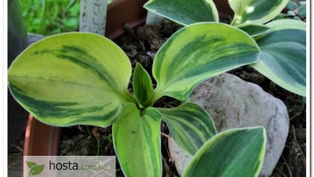 Хоста Tender Mouse — колекційна мишка з яскравим стрекетним окрасом