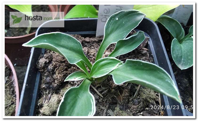 Хоста Pierced Mouse Ears