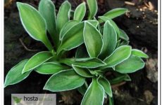 Хоста Pierced Mouse Ears — нова мишка з тонким білим кантом