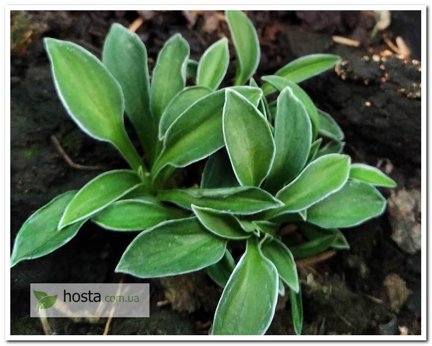 Хоста Pierced Mouse Ears