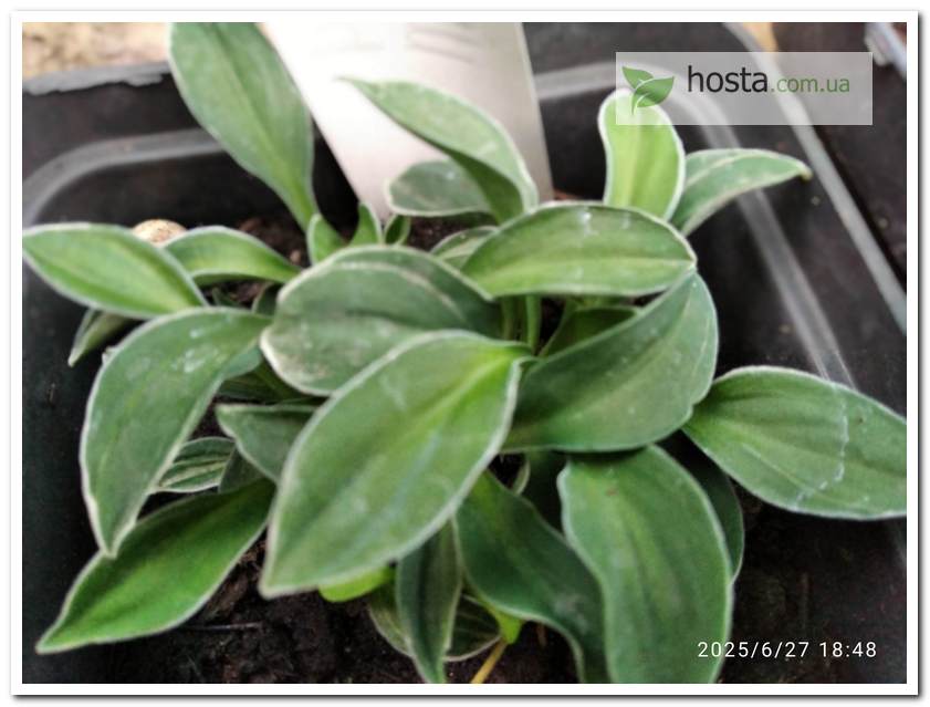 Хоста Pierced Mouse Ears