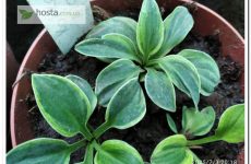 Новинка! Хоста Kafka’s Mouse — ще одна цікавинка мишиної серії