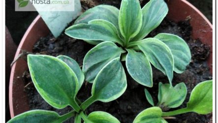 Новинка! Хоста Kafka’s Mouse — ще одна цікавинка мишиної серії