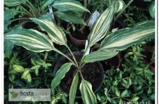 Хоста Quiet Life — колекційна хоста-стрекет з ланцетним листям