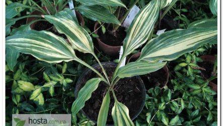 Хоста Quiet Life — колекційна хоста-стрекет з ланцетним листям
