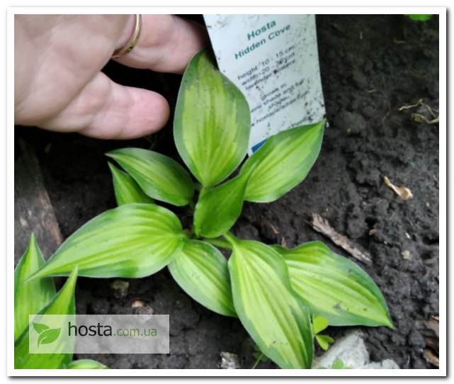 хоста Hidden Cove