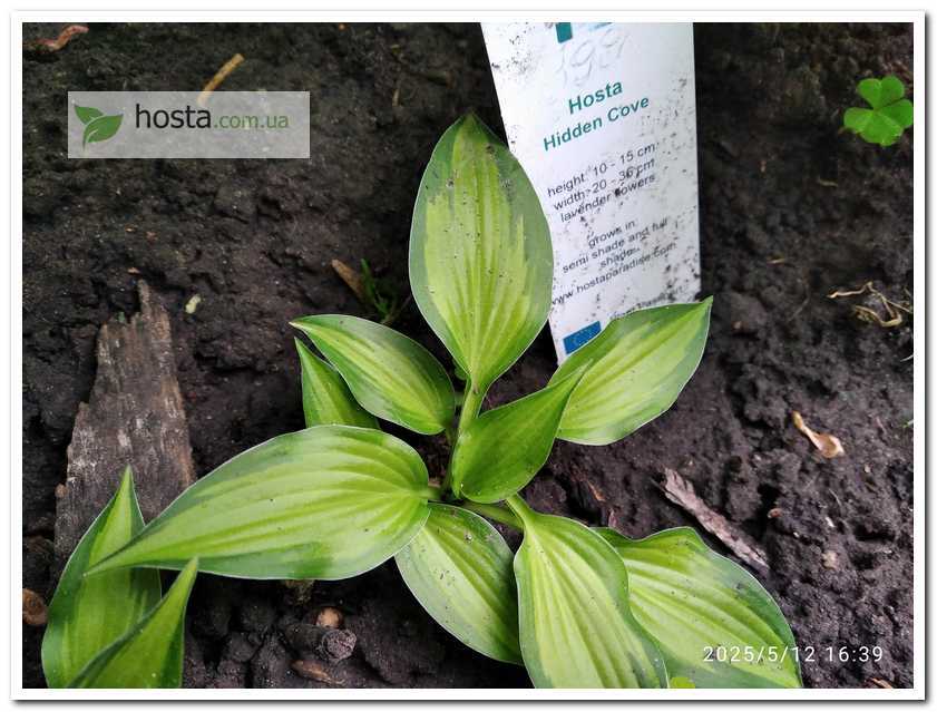 хоста Hidden Cove