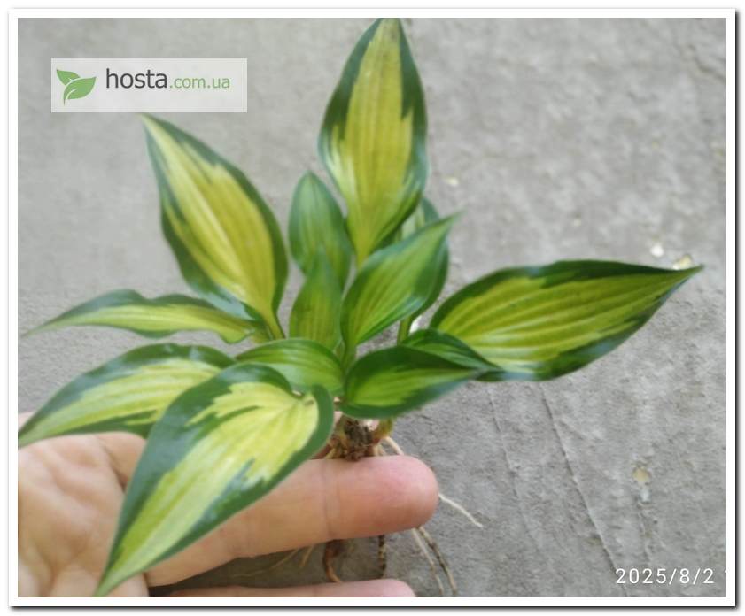 хоста Hidden Cove