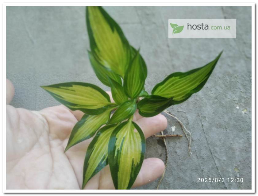 хоста Hidden Cove