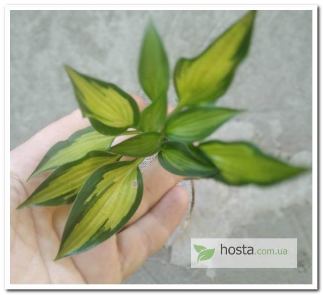 хоста Hidden Cove