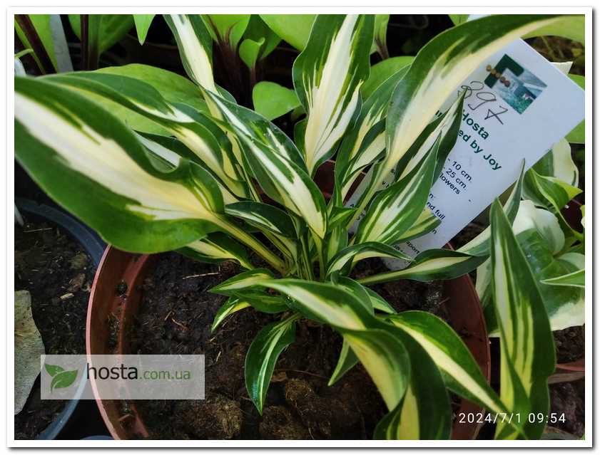 хоста Surprised by Joy