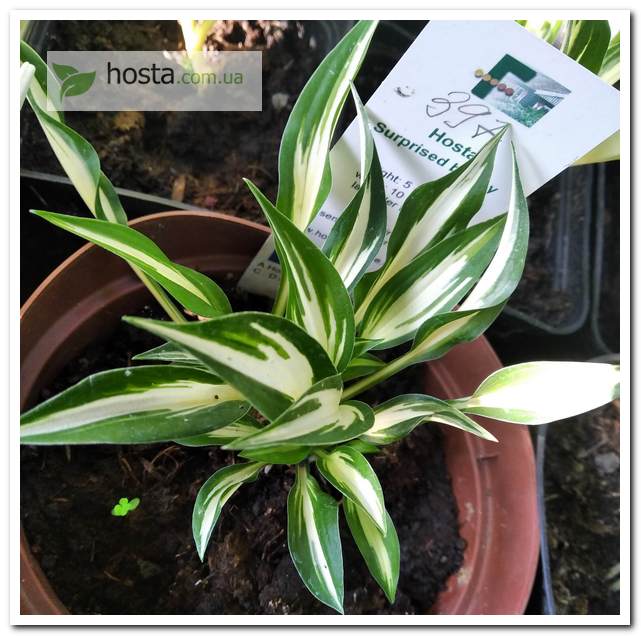 хоста Surprised by Joy