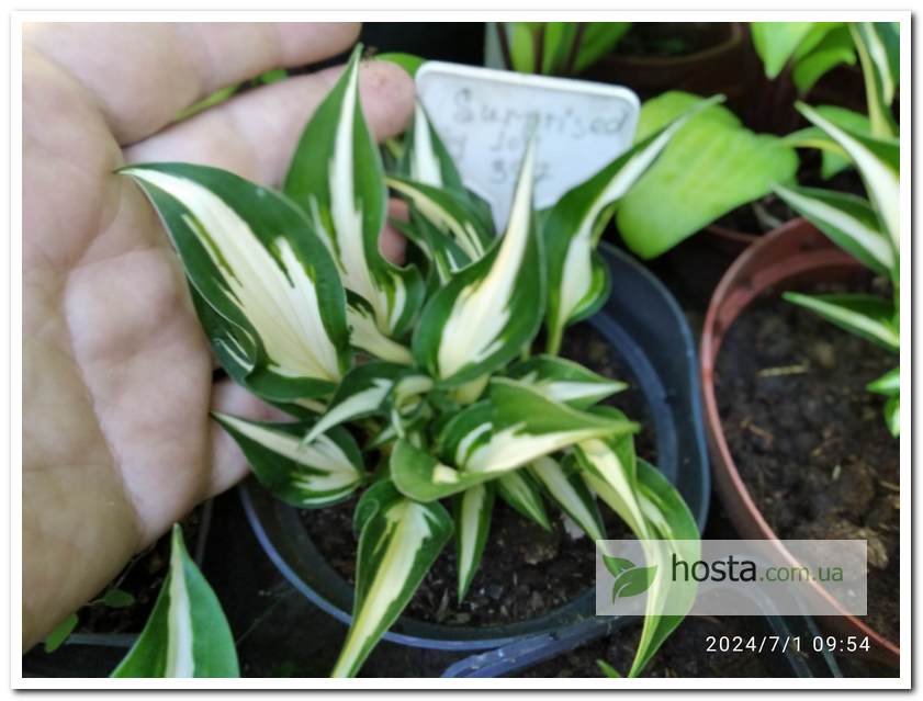 хоста Surprised by Joy