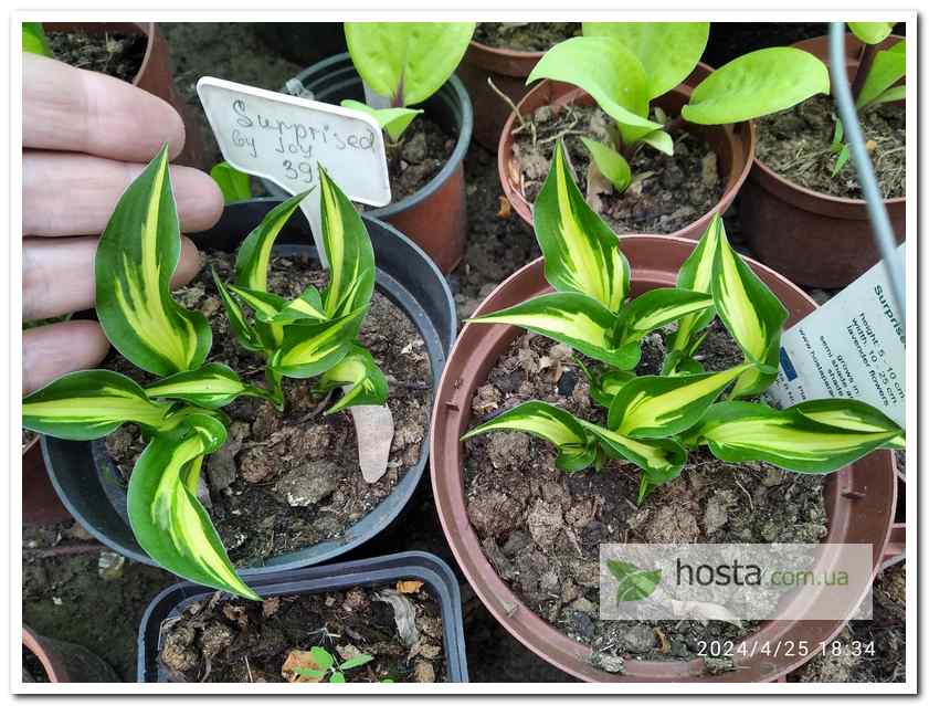 хоста Surprised by Joy