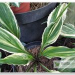 hosta City Dog streaked