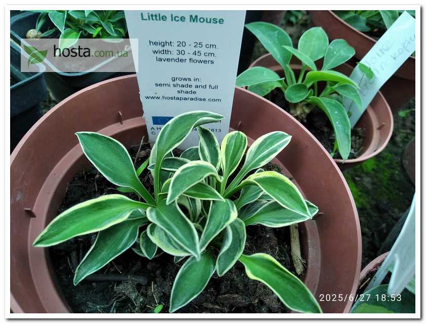 Хоста Little Ice Mouse