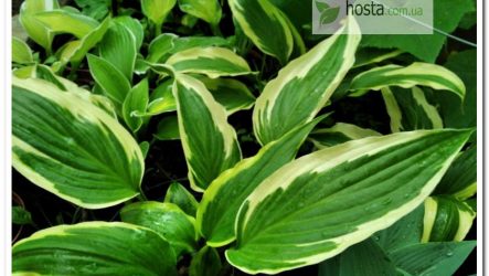 Хоста Proud Dragon — цупке ланцетне листя з широкою каймою