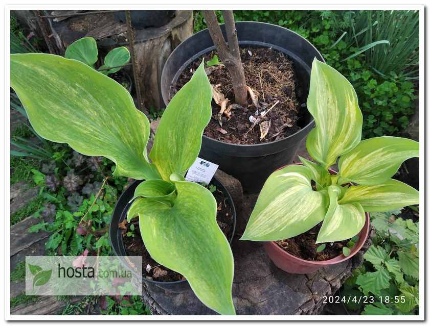 Хоста Sir Prize