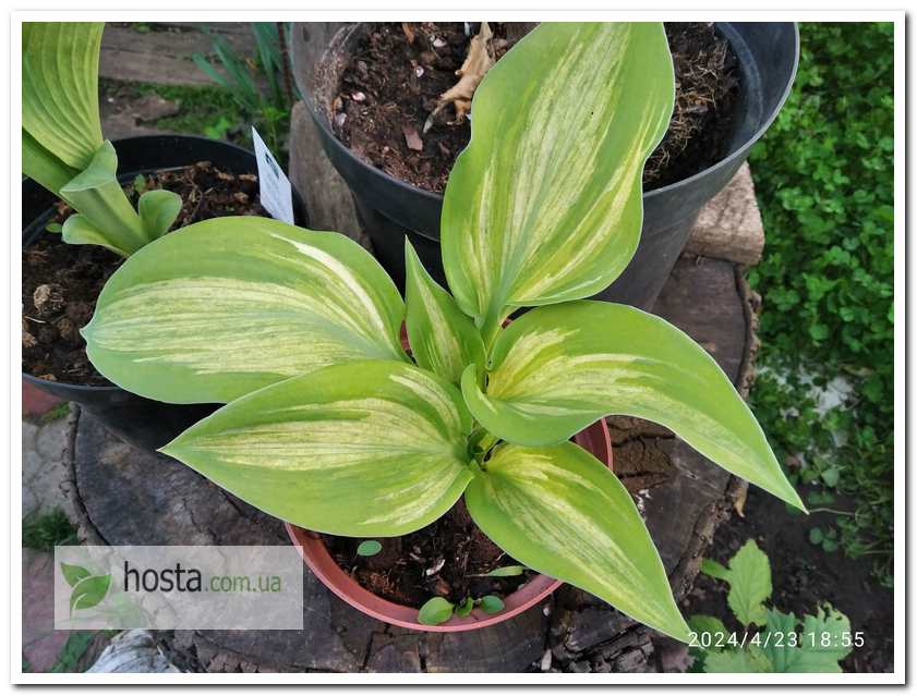 Хоста Sir Prize