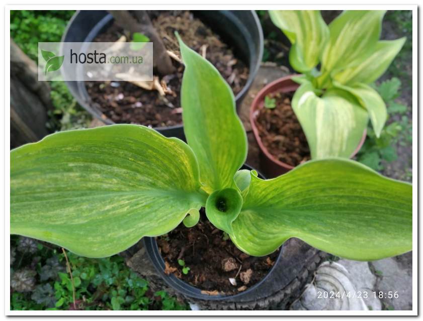 Хоста Sir Prize