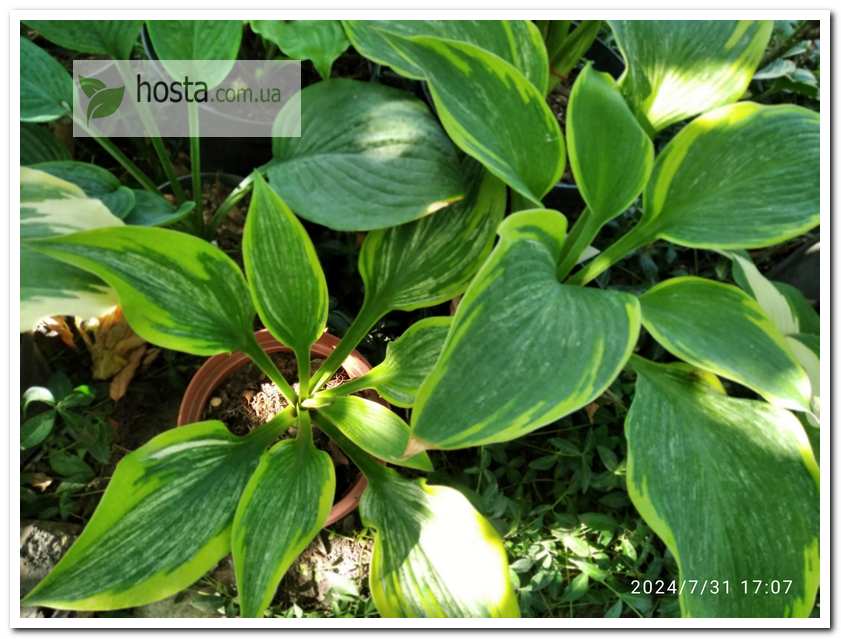 Хоста Sir Prize