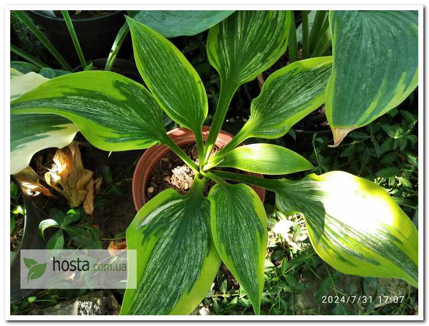 Хоста Sir Prize