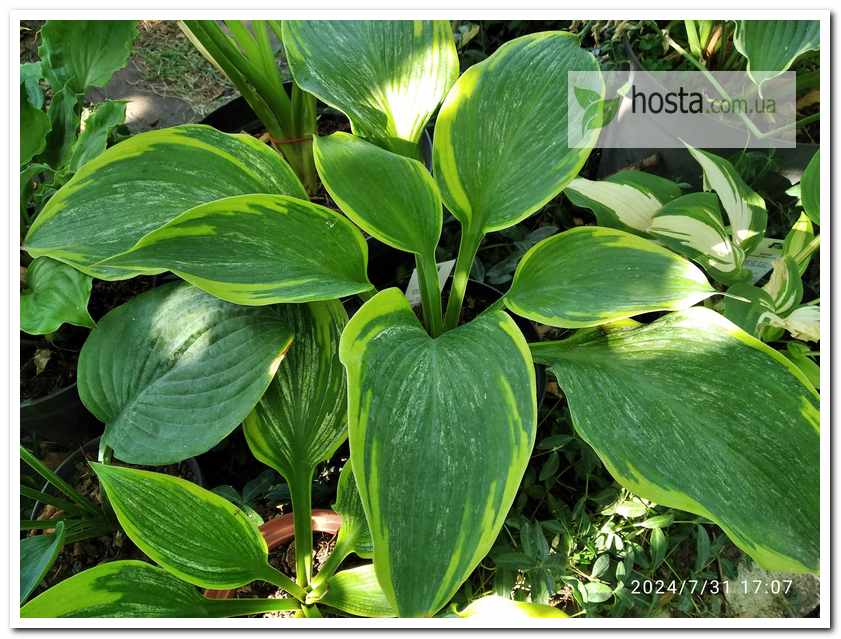 Хоста Sir Prize