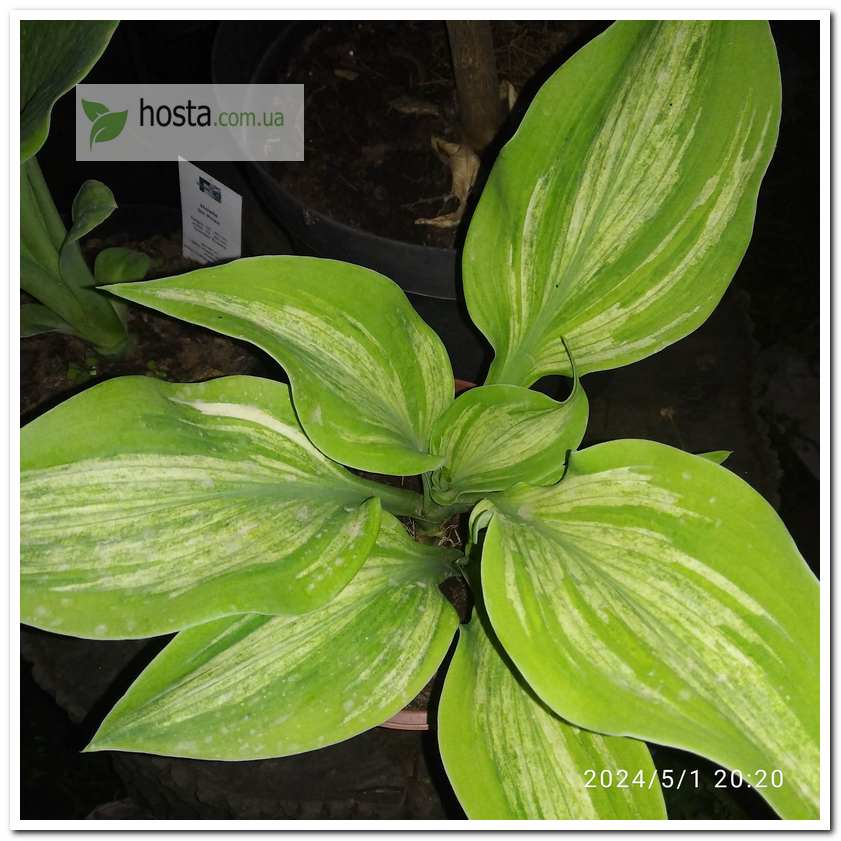 Хоста Sir Prize