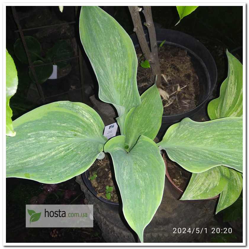 Хоста Sir Prize