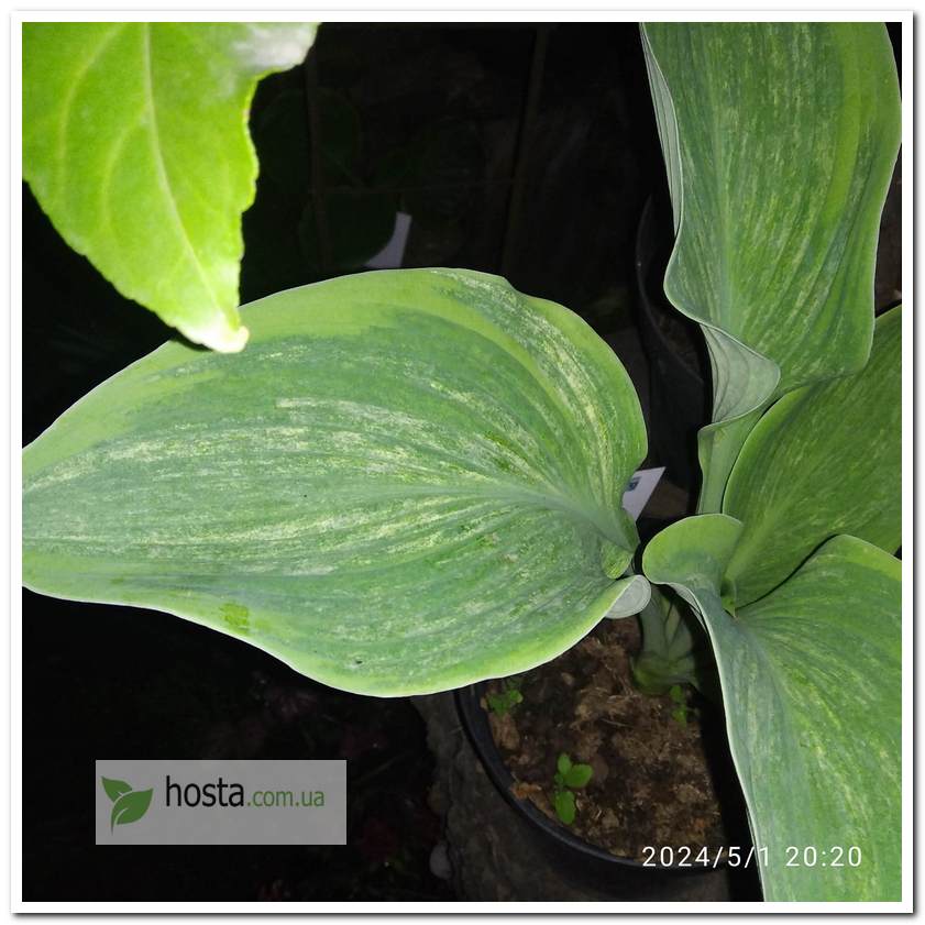 Хоста Sir Prize