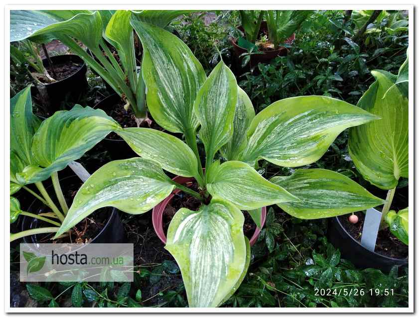 Хоста Sir Prize