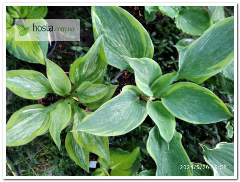 Хоста Sir Prize