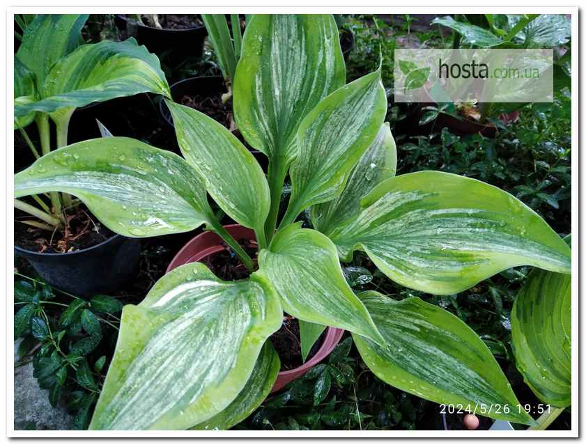 Хоста Sir Prize