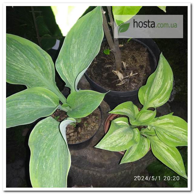 Хоста Sir Prize