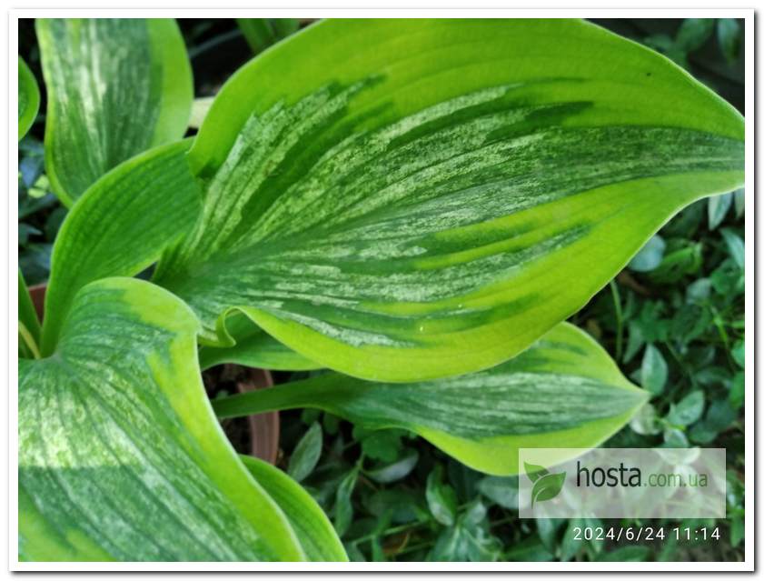 Хоста Sir Prize