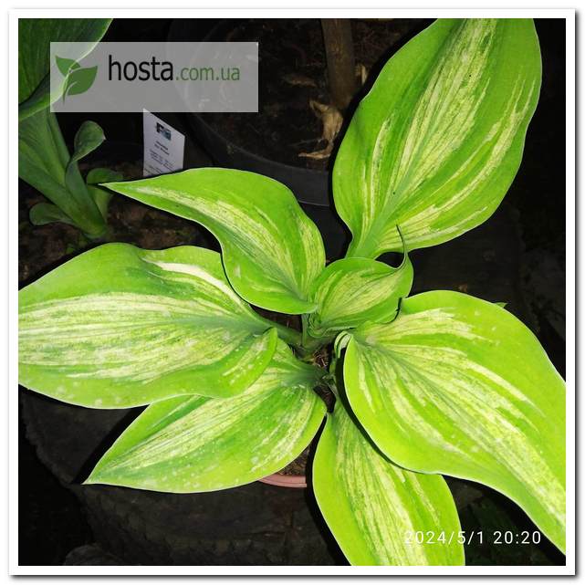 Хоста Sir Prize