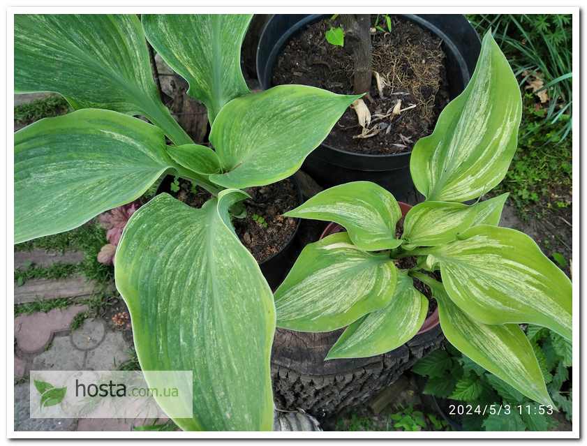 Хоста Sir Prize